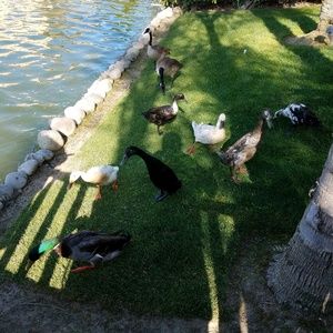 Meet your Posher, Kenneth